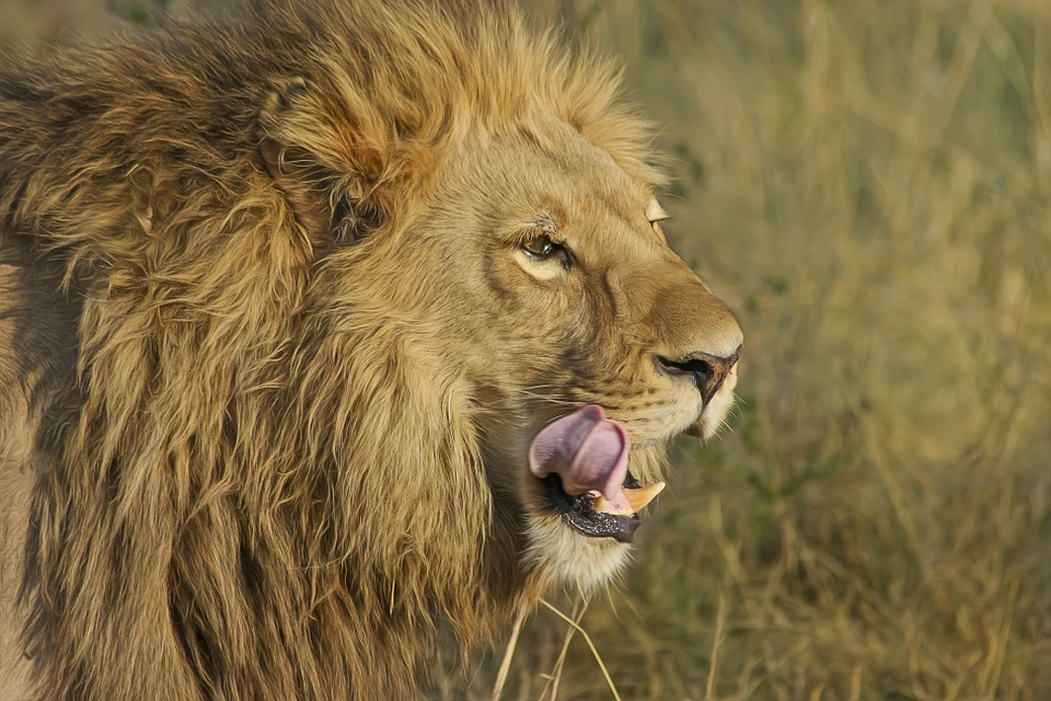 Featured image for “A Watchful Community”